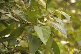 Nama Bungbulang Berasal dari Pohon Kayu Bungbulang Lho
